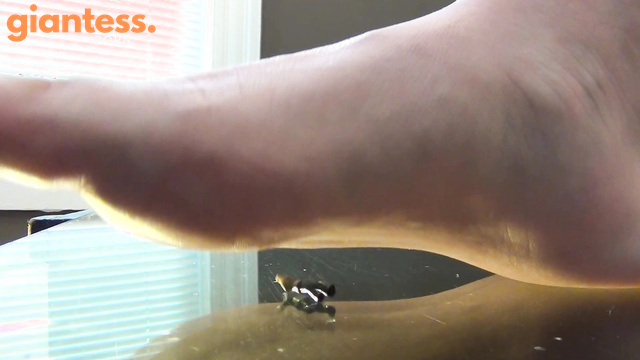 Southern Giantess - Candice and Makayla’s Cruel Stomp, His Suffering Begins