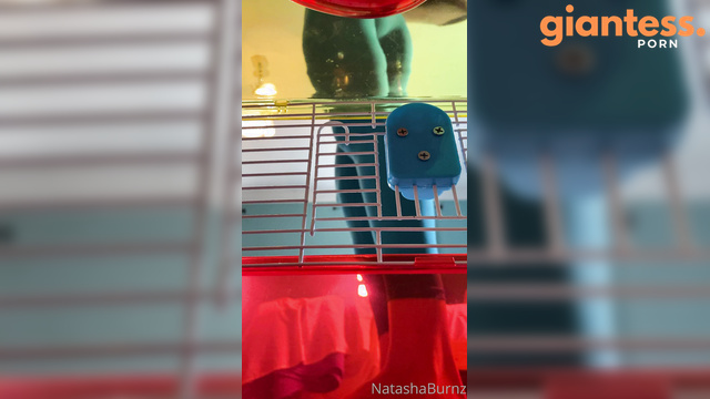 Goddess Tall Tasha Say Hi to New Trapped Toy in Hamster Cage